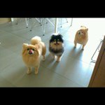 Profile Picture of Ivy Fung (@ivyjag) on Instagram