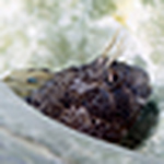 Profile Picture of Chris Crippen (@fishguy2012) on Flickr