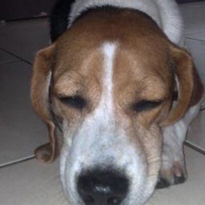 Profile Picture of Naomi Liu (@nimoir) on Twitter