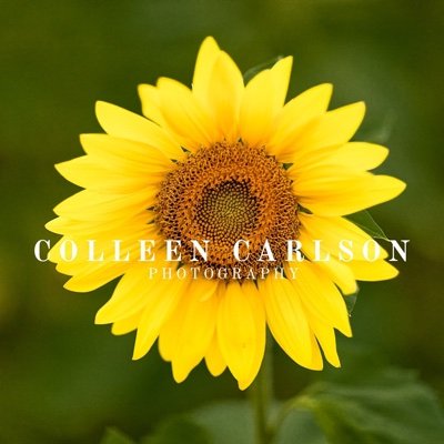 Profile Photo of Colleen Carlson Photography (@ColleenTCarlson) on Twitter