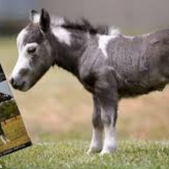 Profile Picture of Anita Weaver (@ponytales) on Poshmark