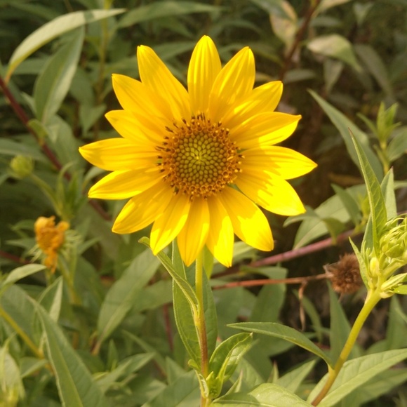 Profile Picture of Joie Harney (@tjharney7) on Poshmark