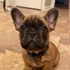 Profile Photo of Dewey (@@pardonmy_frenchie) on Tiktok