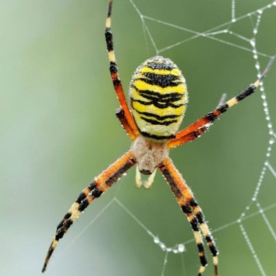 Profile Picture of Lance Long Legs (@LanceLongLegs) on Twitter