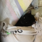 Profile Picture of Carey Shea (@careyshea7803) on Youtube