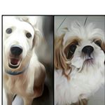 Profile Picture of CassandraPrince_GoldenQuincy (@michikoshitzugolden) on Instagram