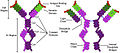 Profile Picture of Hyperimmunoglobulin E syndromeon Wikipedia