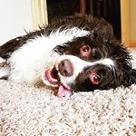 Profile Picture of Nick and Allison Hein (@dexters_life_happy_dog) on Instagram