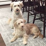 Profile Picture of Scott & Ben (@the_sato_bros) on Instagram