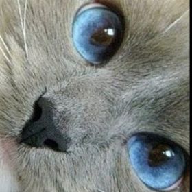 Kevin Battersby - Pinterest Profile Picture of Kevin Battersby (@kevinbattersby) on Pinterest