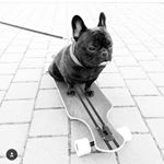 Profile Picture of Norse The Bully (@norsethebully) on Instagram