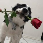 Profile Picture of Colt Steele (@thebaseballpup) on Instagram