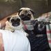 Profile Picture of Lorraine Goulet (@lagoulet) on Pinterest