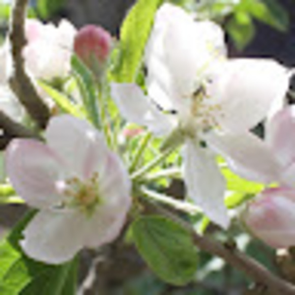 Profile Picture of Zoe Scott (@zoescott803) on Poshmark