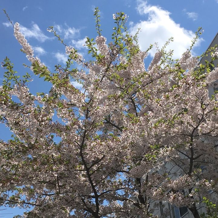 Profile Picture of M.NAGOYA (@mnagoya) on Tiktok