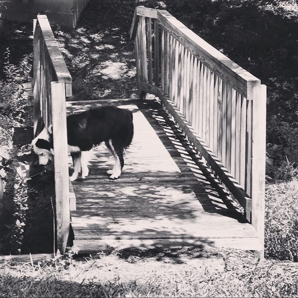 Profile Picture of Shea Phillips (@sheababy96) on Poshmark