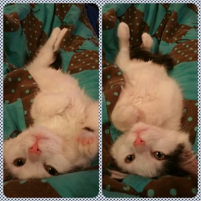 Profile Picture of Ivy Wallace (@IvySWallace) on Twitter