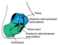 Profile Picture of Talus boneon Wikipedia