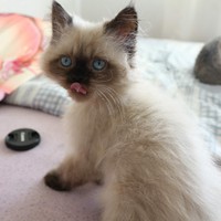 Profile Picture of Kevin Nissen (@kevin-nissen-8) on Quora