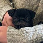 Profile Picture of Judy Culpepper (@miss_judy_pug) on Instagram