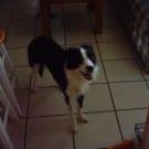 Profile Picture of Joyce Nelson (@chloeswettie) on Pinterest