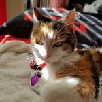 Profile Picture of Nicholas Mazzella (@the_cat_callie) on Instagram