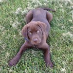 Profile Picture of Mitzi Pickle (@mitz.wagner) on Instagram