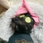 Profile Picture of Miss Coco Chanel 🐾 (@misscocoschnauzer) on Instagram