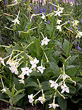 Profile Picture of Nicotiana alata - Wikipediaon Wikipedia