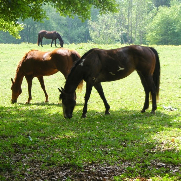 Profile Picture of Ariel Green (@sgracebr74) on Poshmark