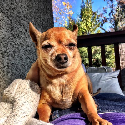 Profile Picture of Jennifer Goldstein (@JLGoldstein) on Twitter
