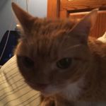 Profile Picture of Caitlyn Matzonkai (@diti_the_cat) on Instagram