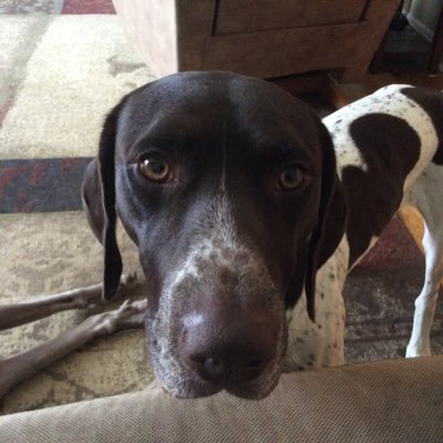 Profile Picture of Chris Lawhorn (@ChrisLawhorn7) on Twitter