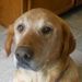 Profile Picture of Patrick Mulhearn (@zabblepants) on Pinterest