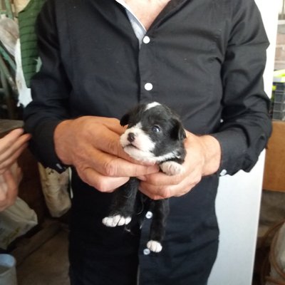 Profile Picture of Mike Bolos (@bolos_mike) on Twitter