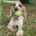 Profile Picture of Colin Reid (@colinziggy) on Instagram