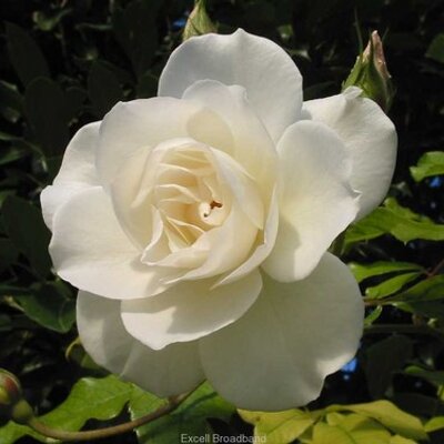 Profile Picture of Ronald Terrell (@RonaldTerrell6) on Twitter