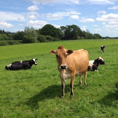 Profile Picture of Glenstal Farm (@GlenstalFarm) on Twitter