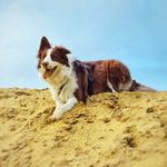 Jessica Berends - Instagram Profile Picture of Jessica Berends (@jessica_und_lucky) on Instagram