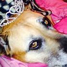 Profile Picture of Danette Edwards (@danetteedwards) on Pinterest