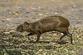 Profile Picture of Agouti - Wikipediaon Wikipedia