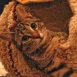 Profile Picture of Paige Markferding (@ollie_dubs) on Instagram