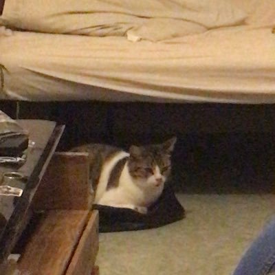 Profile Picture of Skowron Lisa (@skowronlisa1) on Twitter