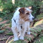 Profile Picture of Julia Morton (@russellsrule) on Instagram