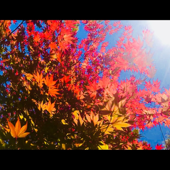 Profile Picture of Krista Dupon (@frogunique1) on Poshmark