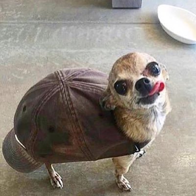 Profile Picture of Doggos_Hate_Anime (@CifarelliPeter) on Twitter