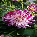 Profile Picture of Michael Brown (@blazonamadulin) on Instagram