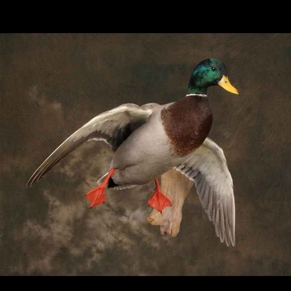 Profile Picture of Jared Brown (@jrodrock) on Poshmark