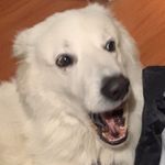 Profile Picture of Tomas Pinochet (@tomaspinochets) on Instagram