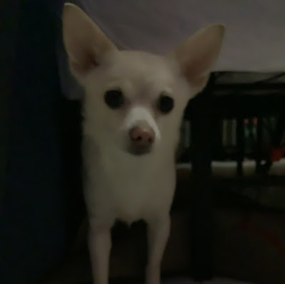 Caleb Pena - Poshmark Profile Picture of Caleb Pena (@calebpena366) on Poshmark